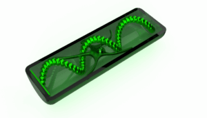Spirogyra