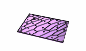 Onion Cells